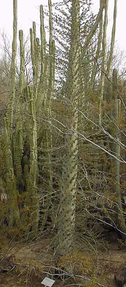 Boojum Tree, Cirio(Idria columnaris)