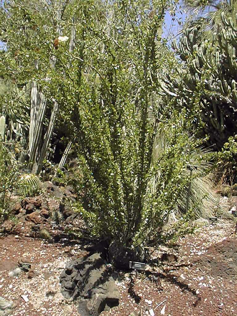 Fouquieria fasciculata