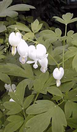 Bleeding Heart(Dicentra spectabilis)