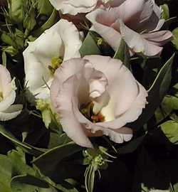 Lisianthus, Tulip Gentian, Texas Bluebell(Eustoma grandiflorum)