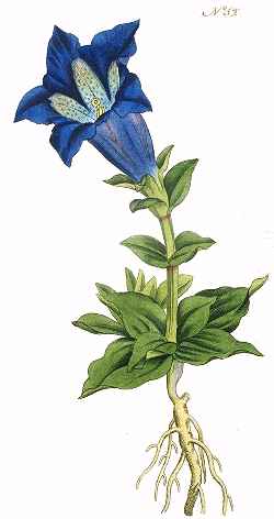 Stemless Gentian(Gentiana acaulis)