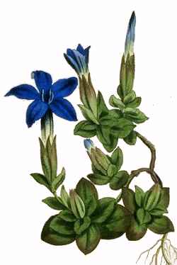 Spring Gentian(Gentiana verna)