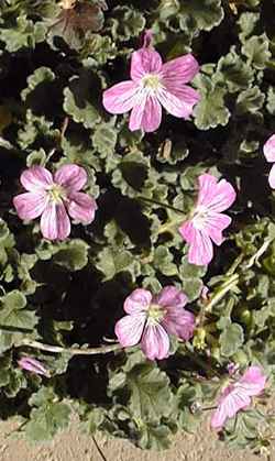 Baby Swiss Geranium, Cranesbill(Erodium reichardii)