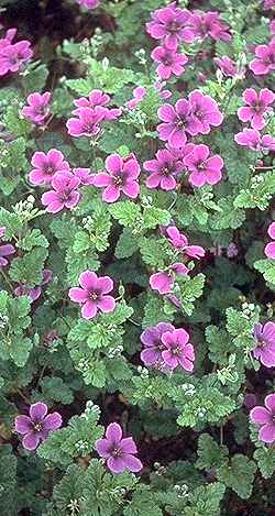 Texas Stork's Bill(Erodium texanum)