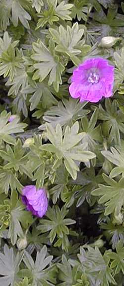 Bloody Cranesbill(Geranium sanguineum)