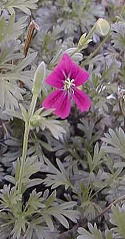 (Pelargonium sericifolium)