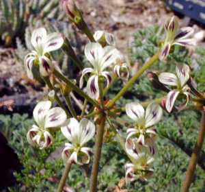 (Pelargonium triste)