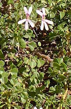 Desert Geranium(Pelargonium xerophyton)