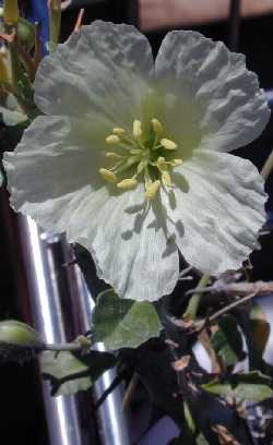 Bushman Candle, Groot Kersbos (Sarcocaulon crassicaule)