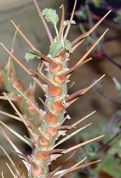 Bushman Candle, Groot Kersbos (Sarcocaulon crassicaule)