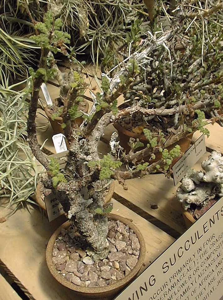 Details about   Pelargonium alternans Cactus Cacti Succulent Real Live Plant