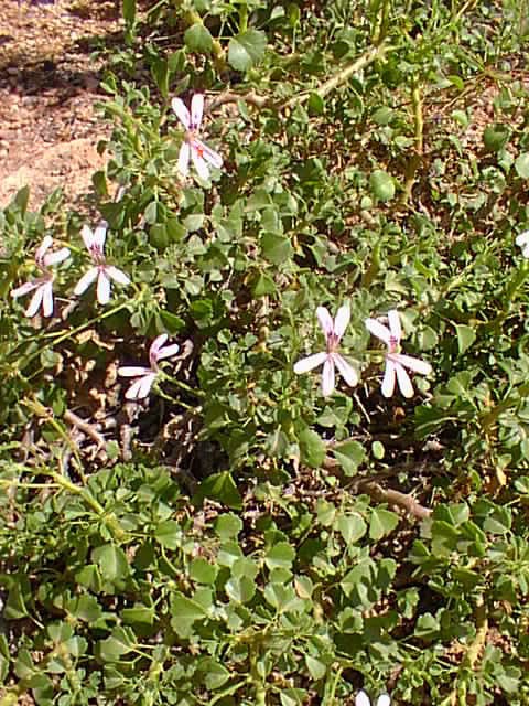 Desert Geranium (Pelargonium xerophyton)
