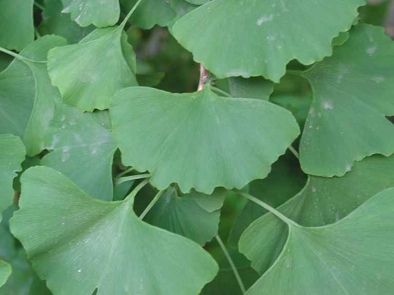 Maidenhair Tree (Ginkgo biloba)