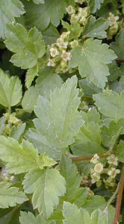 Alpine Currant, Mountain Currant(Ribes alpinum)