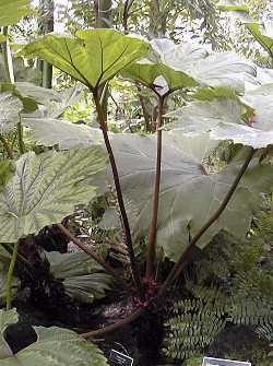 Giant Gunnera(Gunnera manicata)