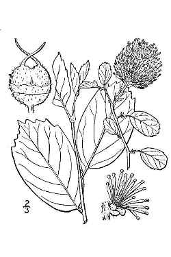 Dwarf Witch Alder, Dwarf Fothergilla(Fothergilla gardenii)