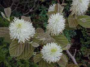 Dwarf Witch Alder, Dwarf Fothergilla(Fothergilla gardenii)