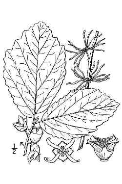 American Witchhazel(Hamamelis virginiana)