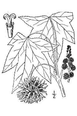 Sweet Gum, Red Gum(Liquidambar styraciflua)