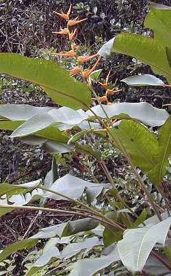 Golden Lobster Claw, Expanded Lobster Claw(Heliconia latispatha)