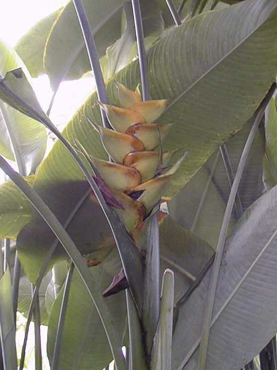 Lobster Claw, Parrot Beak (Heliconia caribaea)