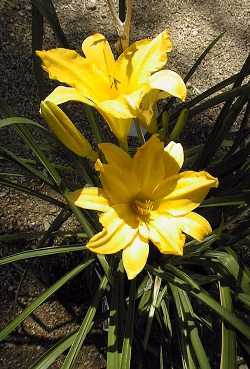 Day Lily(Hemerocallis fulva)