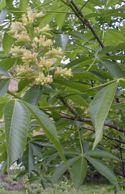 Autumn Splendor Buckeye(Aesculus 'Autumn Splendor')