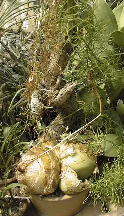 Climbing Onion, Sea Onion(Bowiea volubilis)