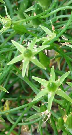 Climbing Onion, Sea Onion(Bowiea volubilis)