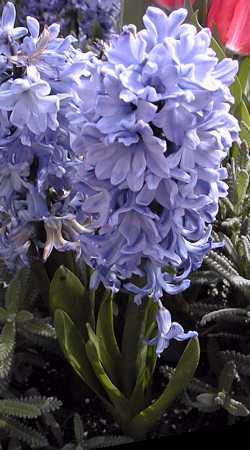 Common Hyacinth(Hyacinthus orientalis)