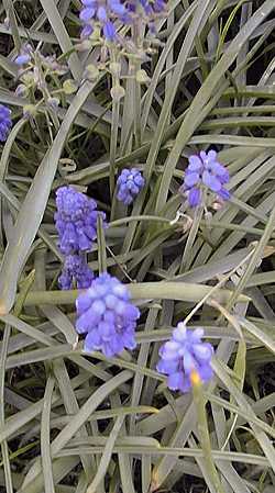 Grape Hyacinth(Muscari armeniacum)