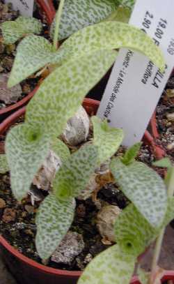 Silver Squill(Ledebouria socialis)