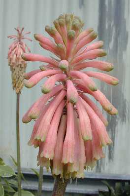 Forest Lily(Veltheimia bracteata)