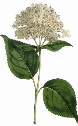 Wild Hydrangea, Smooth Hydrangea, Sevenbark(Hydrangea arborescens)