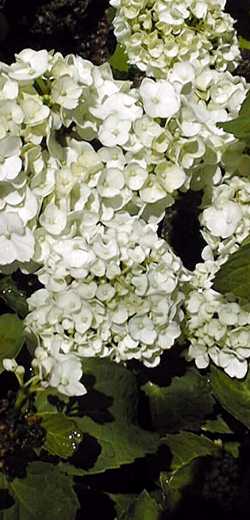 Garden Hydrangea, Big Leaf Hydrangea, Hortensia(Hydrangea macrophylla)