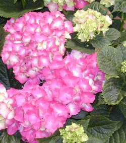 Garden Hydrangea, Big Leaf Hydrangea, Hortensia(Hydrangea macrophylla)