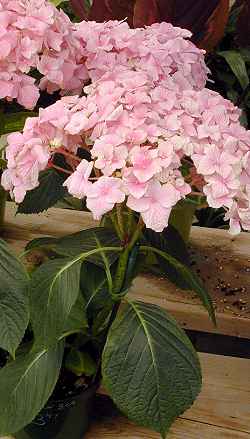 Garden Hydrangea, Big Leaf Hydrangea, Hortensia(Hydrangea macrophylla)