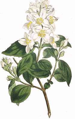 Sweet Mock Orange, Falscher Jasmin(Philadelphus coronarius)