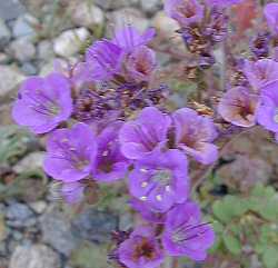 Wild Heliotrope, Common Phacelia(Phacelia distans)