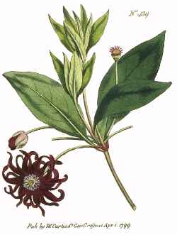 Florida Anise Tree, Purple Anise(Illicium floridanum)