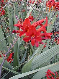 Crocosmia, Montbretia(Crocosmia crocosmiiflora)