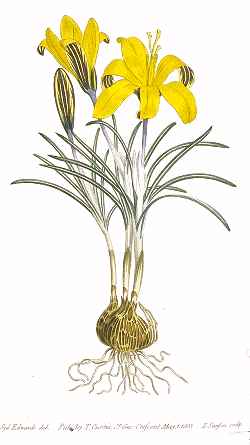 Cloth of Gold Crocus(Crocus angustifolius)