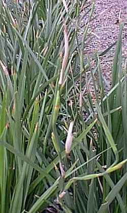 Fortnight Lily, African Iris(Dietes vegeta)