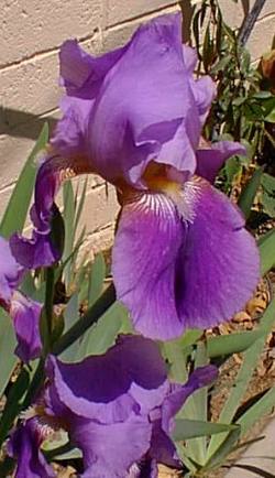 Bearded Iris(Iris germanica)