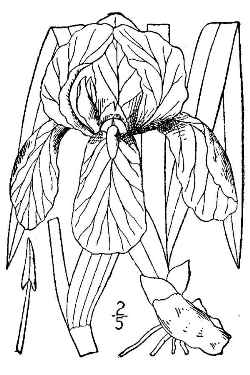 Bearded Iris(Iris germanica)