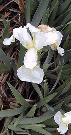 Siberian Iris, Siberian Flag(Iris sibirica)