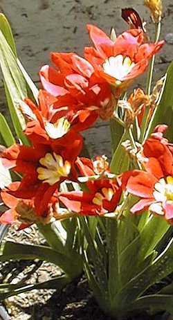 Harlequin Flower(Sparaxis tricolor)