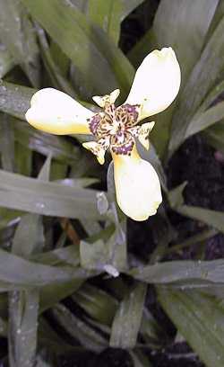 Martinique Trimezia(Trimezia martinicensis)