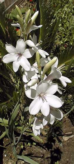 (Watsonia pyramidata)