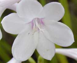 (Watsonia pyramidata)